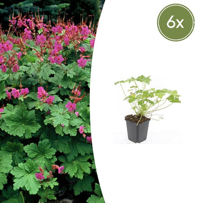 6x Storchschnabel 'Czakor' - Robust & Blühend (10-25cm, Ø9cm)