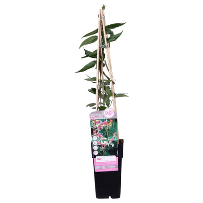 Immergrünes Geißblatt Lonicera henryi - Ø15cm - ↕65cm