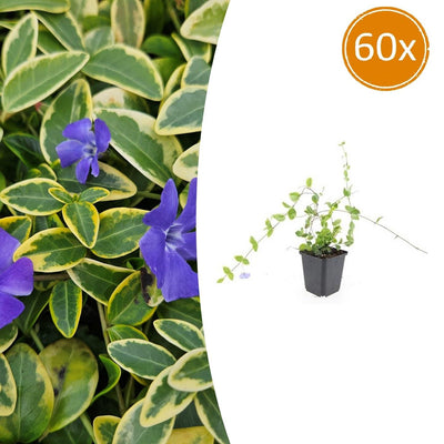 60x Vinca minor 'Blue and Gold' - ↕10-25cm - Ø9cm