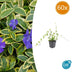 60x Vinca minor 'Blue and Gold' - ↕10-25cm - Ø9cm Bild 1