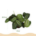 Green boutiQ - Houseplant - Maranta Fascinator Silverband - Prayer Plant - Pet Friendly - Green - 4 Plants - 12cm Pot - 30-35cm Height Bild 3