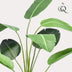 Künstliche Strelitzia Nicolai (Paradiesvogelblume), 120 cm Bild 3