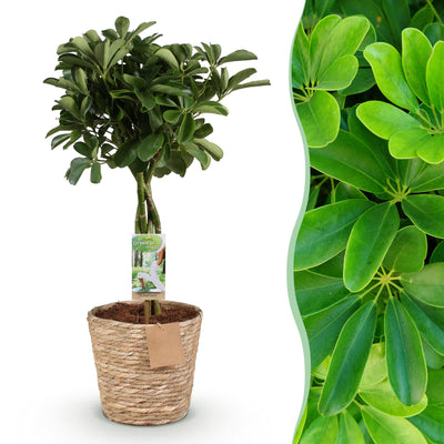 Green boutiQ - Zimmerpflanzen - Schefflera Nora - Fingerbaum - Wenig Pflege - mit Korb - Grün - 1 Pflanze - Topf 21cm - Höhe 70-82cm