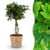 Green boutiQ - Zimmerpflanzen - Schefflera Nora - Fingerbaum - Wenig Pflege - mit Korb - Grün - 1 Pflanze - Topf 21cm - Höhe 70-82cm Bild 1