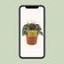 Peperomia Napoli Nights Zimmerpflanze im 10,5cm Topf Bild 6