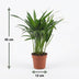 Green boutiQ - Areca Lutescens - Goldfruchtpalme - 1 Plant - met Potter Grijs - Pot 12cm - Hoogte - 45cm Bild 5
