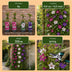 Clematis Tricolor Climbing Plant: 3 Plants, Pink, White, Purple Bild 5