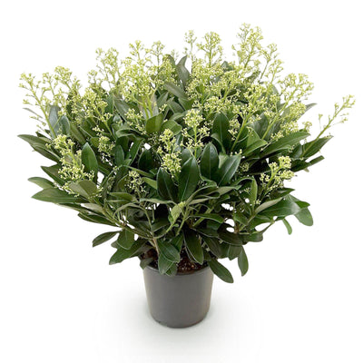 GreenboutiQ - Terrassenpflanze - Skimmia japonica Finchy - Blüte Weiß - 40+ Blüten - 1 Pflanze - Winterhart - Topf 19cm Höhe 60cm