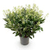 GreenboutiQ - Terrassenpflanze - Skimmia japonica Finchy - Blüte Weiß - 40+ Blüten - 1 Pflanze - Winterhart - Topf 19cm Höhe 60cm Bild 2