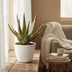 Aloe Zebrina Dannyz 'Stern' in a white 10.5cm pot Bild 4