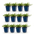 Green boutiQ - Perennial - Phlox Tricolour - Flame Flower - Ground Covering - Purple - Pink - White - 12 Plants - Pot 11cm - Height 15-25cm Bild 2