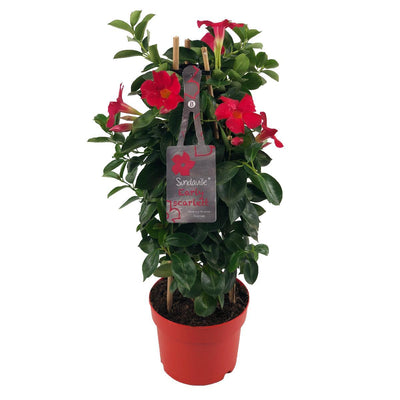 Mandevilla Sundaville Early Scarlet – Ø17cm – ↕55cm