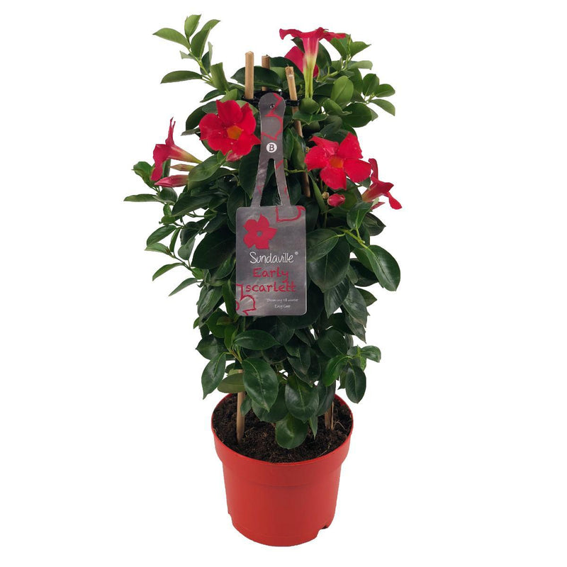 Mandevilla Sundaville Early Scarlet – Ø17cm – ↕55cm