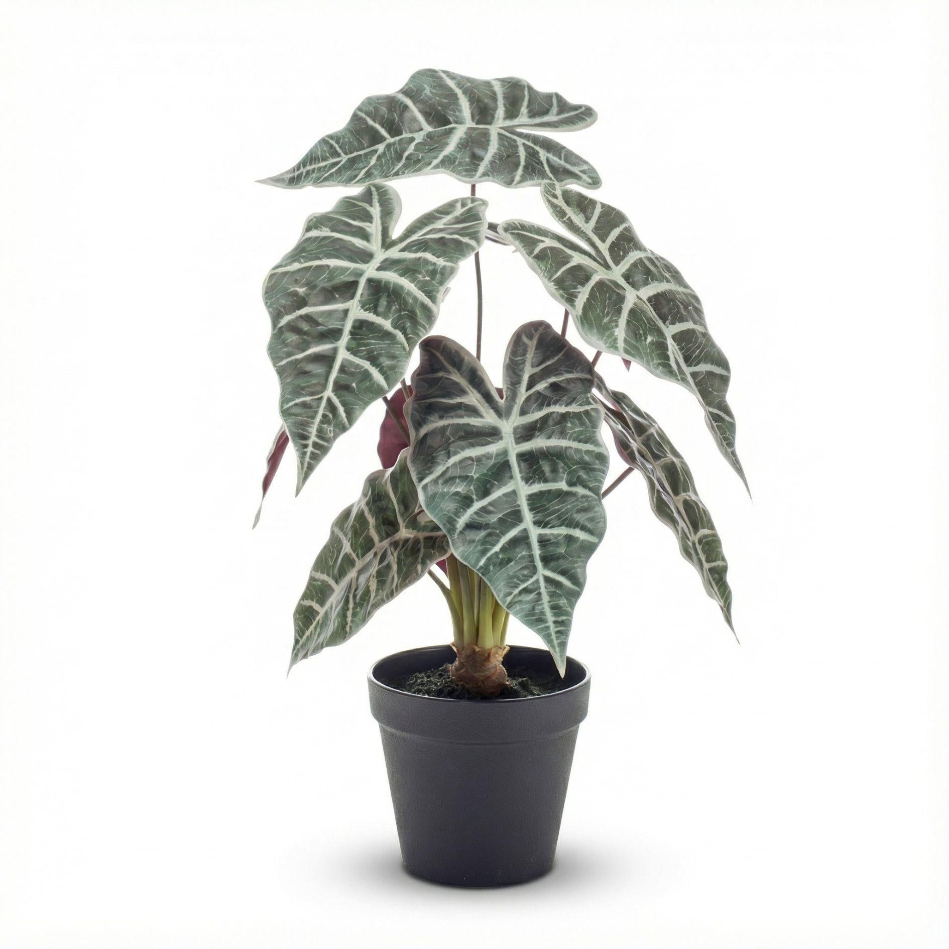 Alocasia Busch im Topf 40 cm - Kunstpflanze