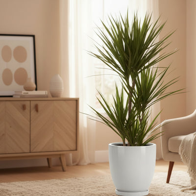 Dracaena Marginata Zimmerpflanze – Ø21 Topf, ca. 120 cm Höhe
