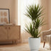 Dracaena Marginata Zimmerpflanze – Ø21 Topf, ca. 120 cm Höhe Bild 2