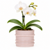 Kolibri Mellow-Übertopf Grau Ø6cm: Moderner Blumentopf für Ihr Zuhause Bild 2
