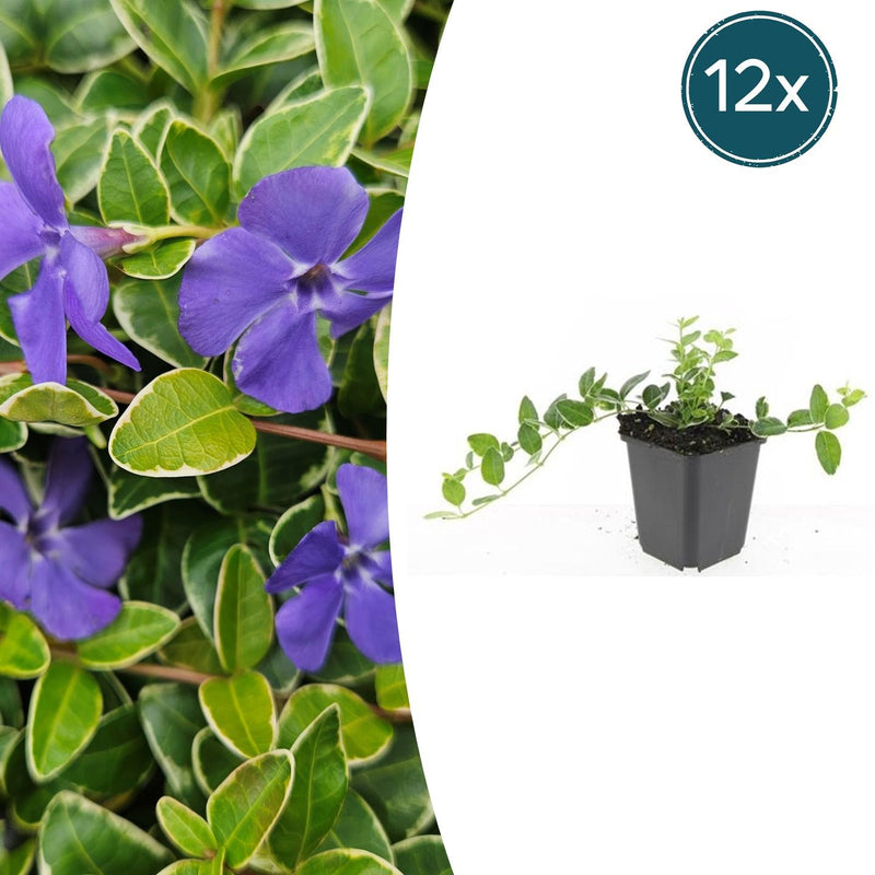 12x Kleines Immergrün 'Argenteovariegata' - 10-25cm