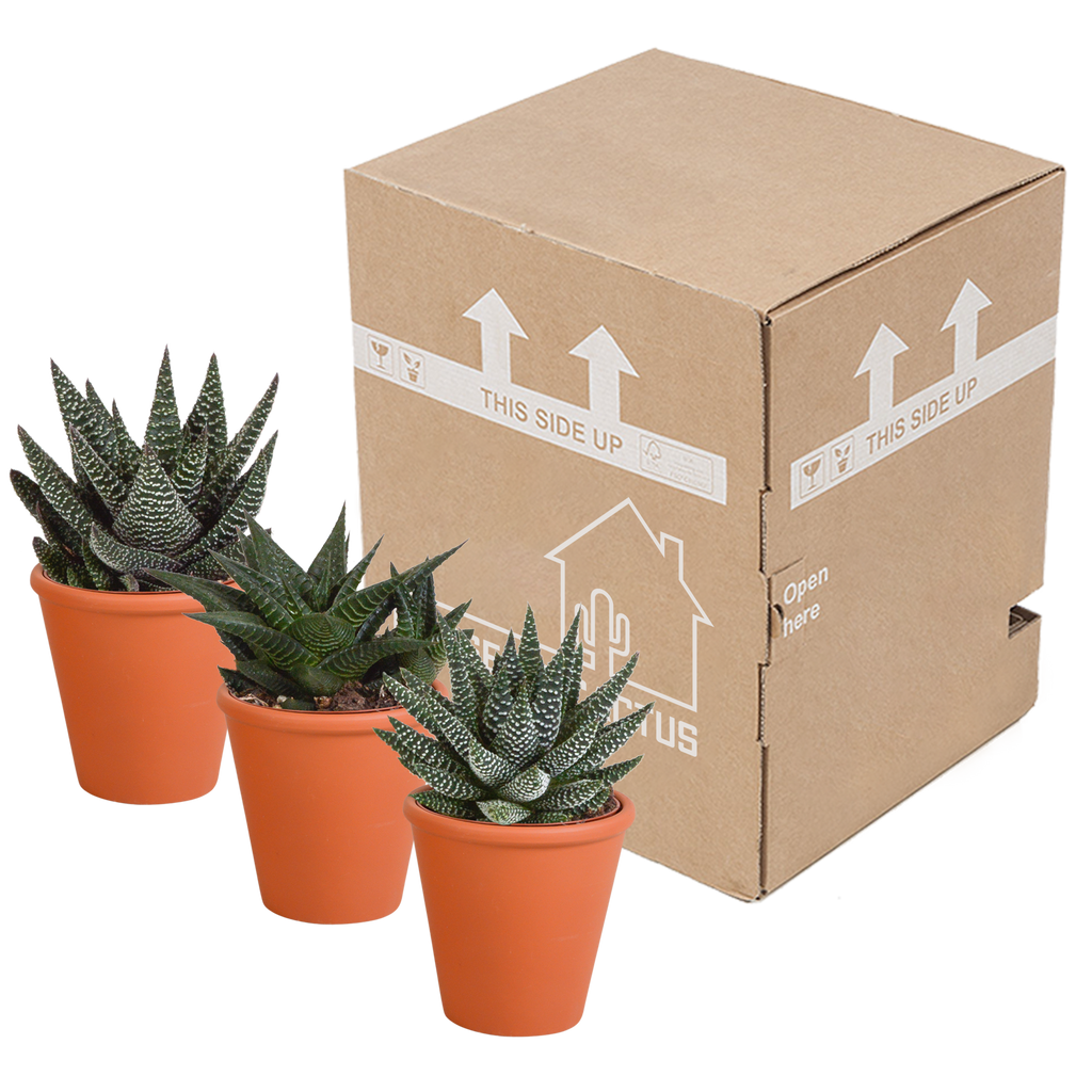 Gasteria/Haworthia-Mischung 8,5cm - 3x - in terracotta pot