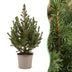4x Picea glauca Conica - Zuckerhutfichte - Grün - Weihnachtsbaum - Ø13cm - ↕45cm Bild 1