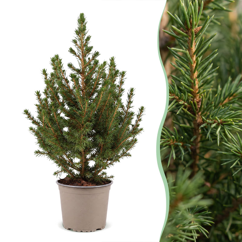 4x Picea glauca Conica - Zuckerhutfichte - Grün - Weihnachtsbaum - Ø13cm - ↕45cm