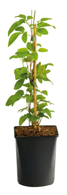 Clematis Justa Kletterpflanze: Hellblaue Blüte, pflegeleicht, 2er-Set
