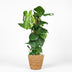 Monstera Deliciosa Fensterblatt mit Moosstab – 90cm – Grün Bild 2