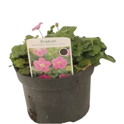 Erodium - Pflegeleichte Zimmerpflanze mit eleganten Blüten