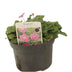 Erodium - Pflegeleichte Zimmerpflanze mit eleganten Blüten Bild 1