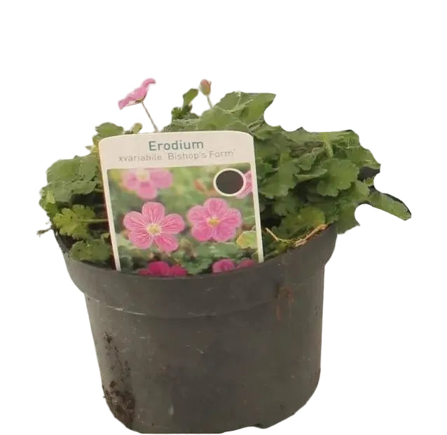 Erodium - Pflegeleichte Zimmerpflanze mit eleganten Blüten