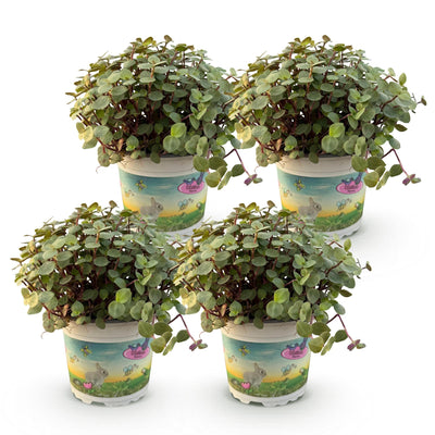 Calissia repens Katzengras für Haustiere: 4 Pflanzen im 12cm Topf