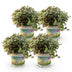 Calissia repens Katzengras für Haustiere: 4 Pflanzen im 12cm Topf Bild 2