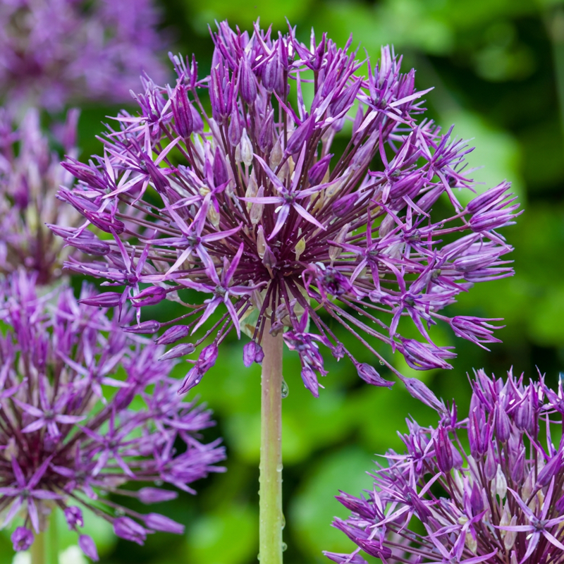 40x Zierlauch Purple Rain: Lila Blütenpracht für Ihren Garten