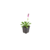 Stachys mon. 'Hummelo' (10-25cm, Ø9cm) – Robust Perennial for the Garden Bild 2