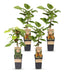 Kiwi Plants: Weiki (male) & Hayward (female), Set of 4, 15cm Pot Bild 2