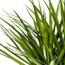 Dracaena Marginata Green Zimmerpflanze | 130-150cm, Topf Ø24cm Bild 3