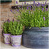 Pflanzen by Frank: Lavendel Anouk® im Dekotopf, 3er-Set Bild 2