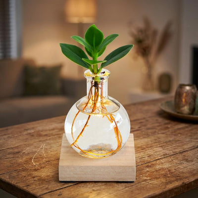Glowplant - Clusia in einer Vase mit einer Lampe