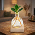 Glowplant - Clusia in einer Vase mit einer Lampe Bild 2