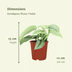 Scindapsus Pictus Trebie: 2 elegante Pflanzen im 12cm Topf, 15cm hoch Bild 2