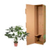 Philodendron Green Wonder 100cm - ø24cm Topf Bild 4