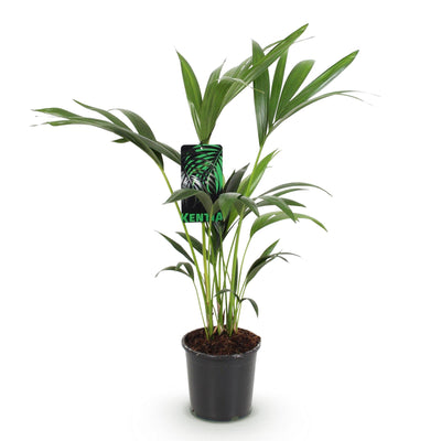 Kentia Palme (Howea Forsteriana) - Pflegeleichte Zimmerpflanze, Topf 17cm