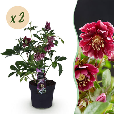 Lenzrose 'Double Ellen Red' - Rote Helleborus - 2 Pflanzen im 14cm Topf