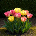 GreenboutiQ Tulpenzwiebeln Foxtrot Mix, 12 Stück, XXL, Verschiedene Farben Bild 6