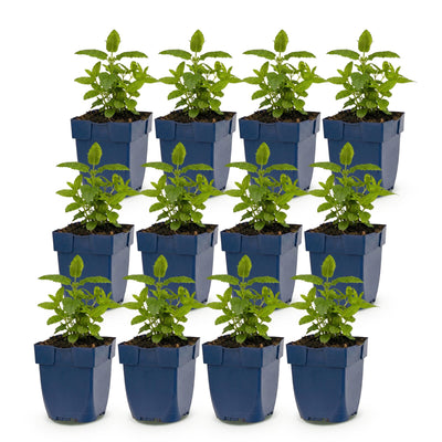 Green boutiQ - Perennial Plant - Nepeta Tricolor - Catnip - Bee and butterfly attractors - Purple - Pink - White - 12 Plants - Pot 11cm - Height 15-25cm
