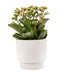 Kalanchoe Pink im Keramiktopf – 27cm hoch Bild 1