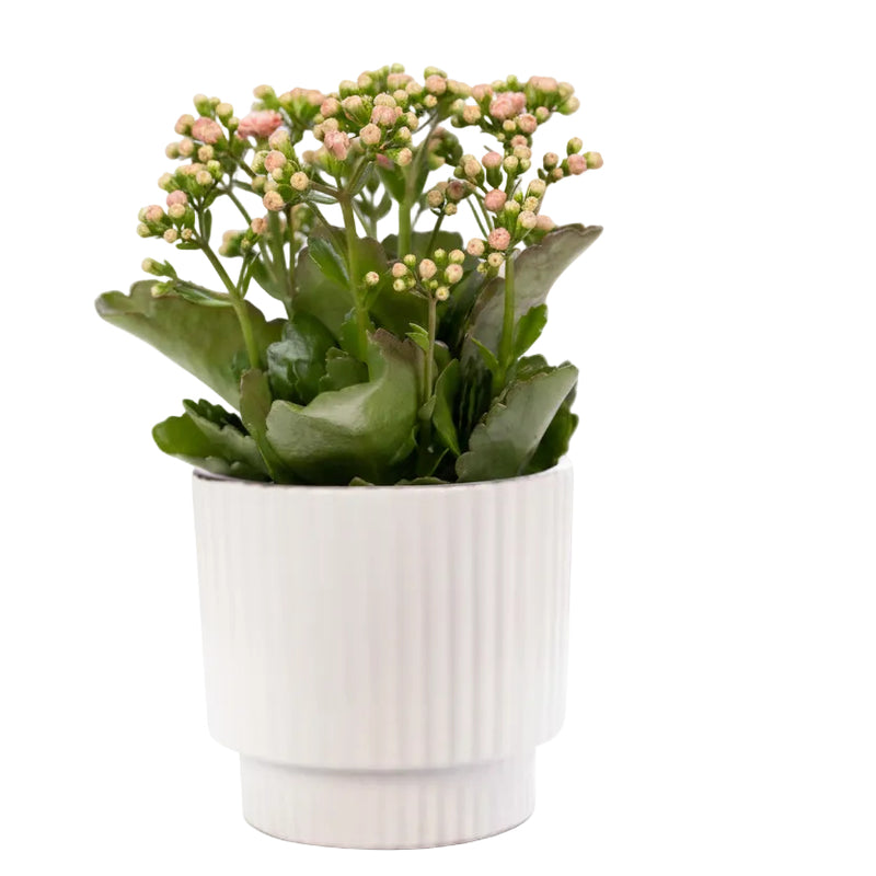 Kalanchoe Pink im Keramiktopf – 27cm hoch