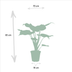 Alocasia Set: Elefantenohr Cucullata & Wentii 2er Pack Bild 2
