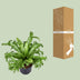 Asplenium Nidus Crissie - Vogelnestfarn | Ø23cm | ↕55cm Bild 4