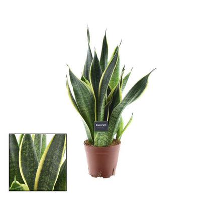 Sansevieria Futura Superba: Eleganter Grünling im 14cm Topf